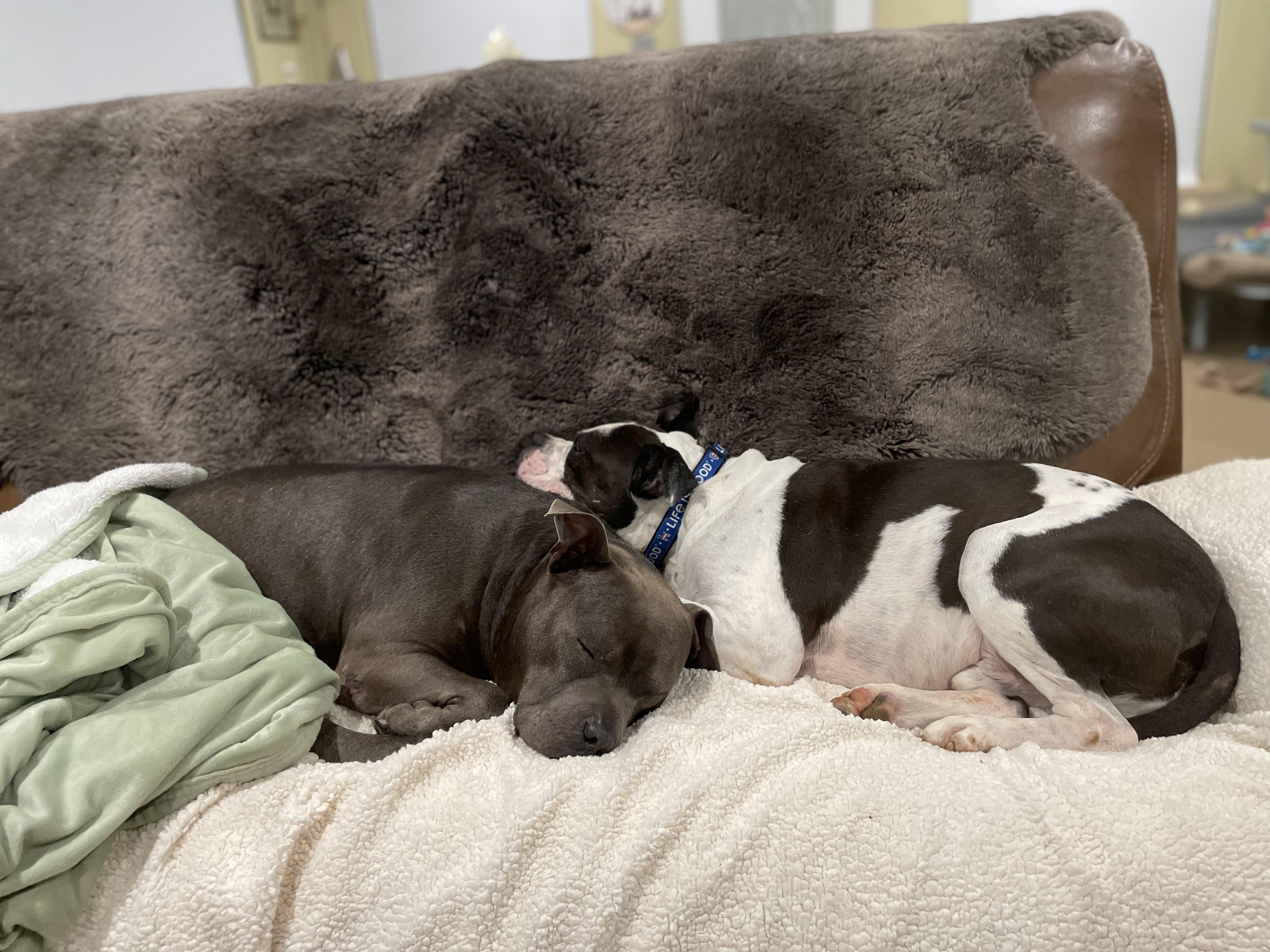 Enlarge Buddy, a Adoptable American Staffordshire Terrier in Lexington, NC image 2/3