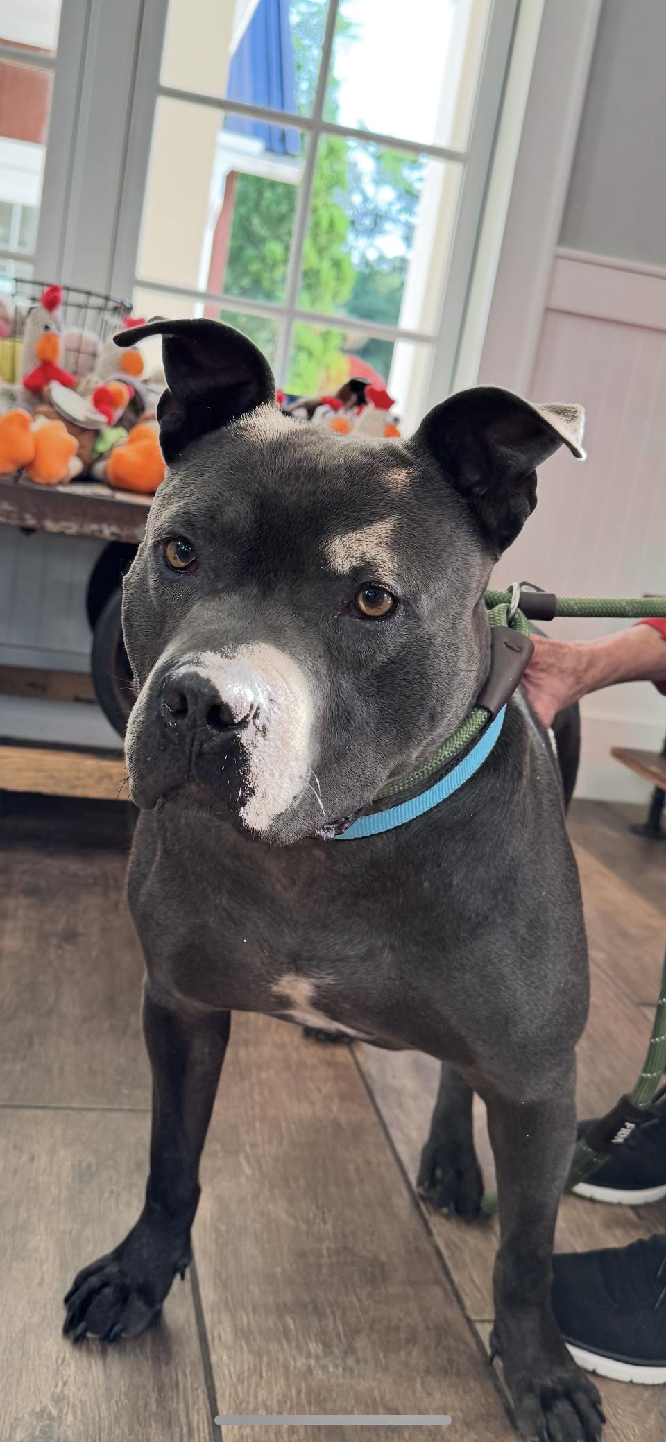 Buddy, a Adoptable Pit Bull Terrier in Winston Salem, NC image 2/4