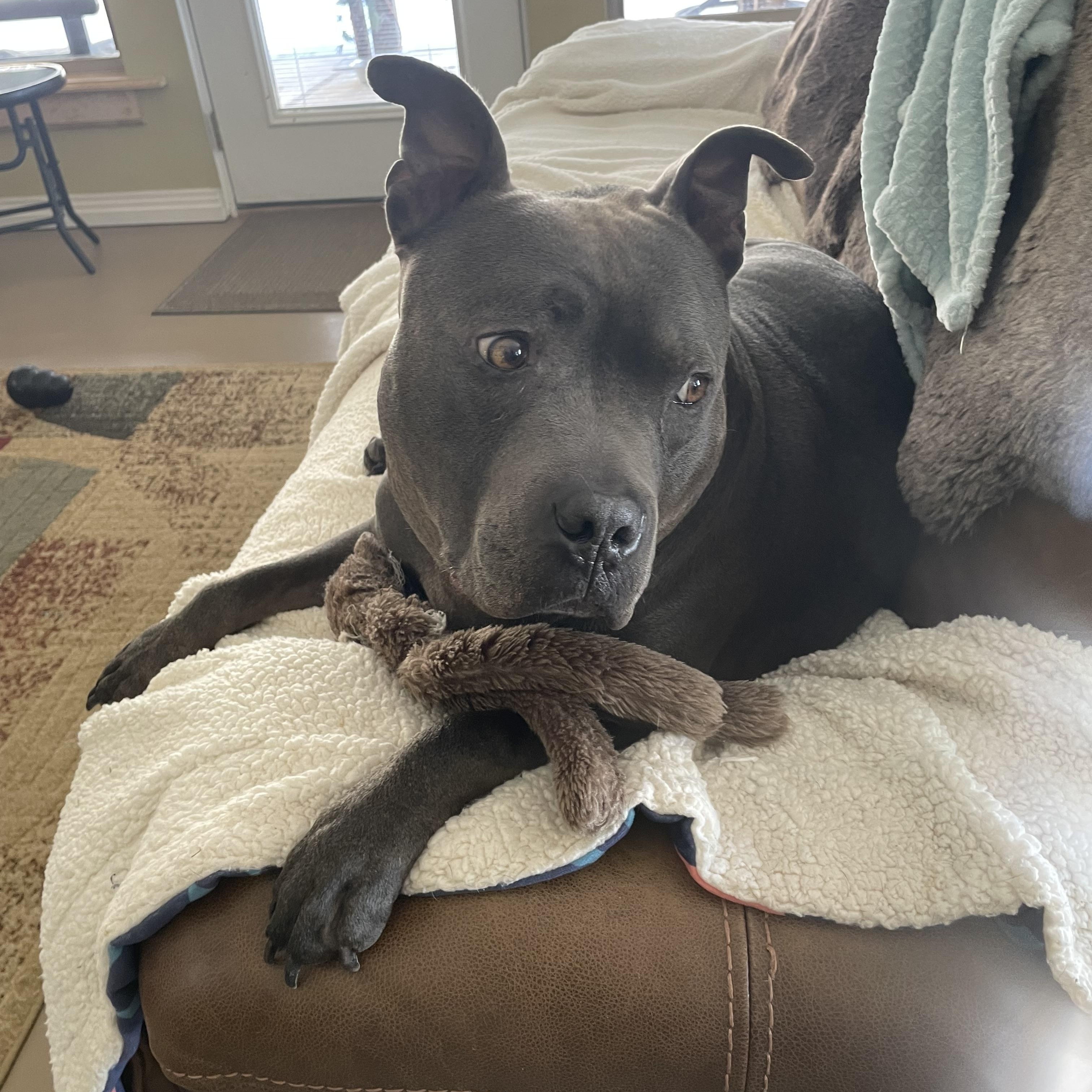 Enlarge Buddy, a Adoptable American Staffordshire Terrier in Lexington, NC image 1/3