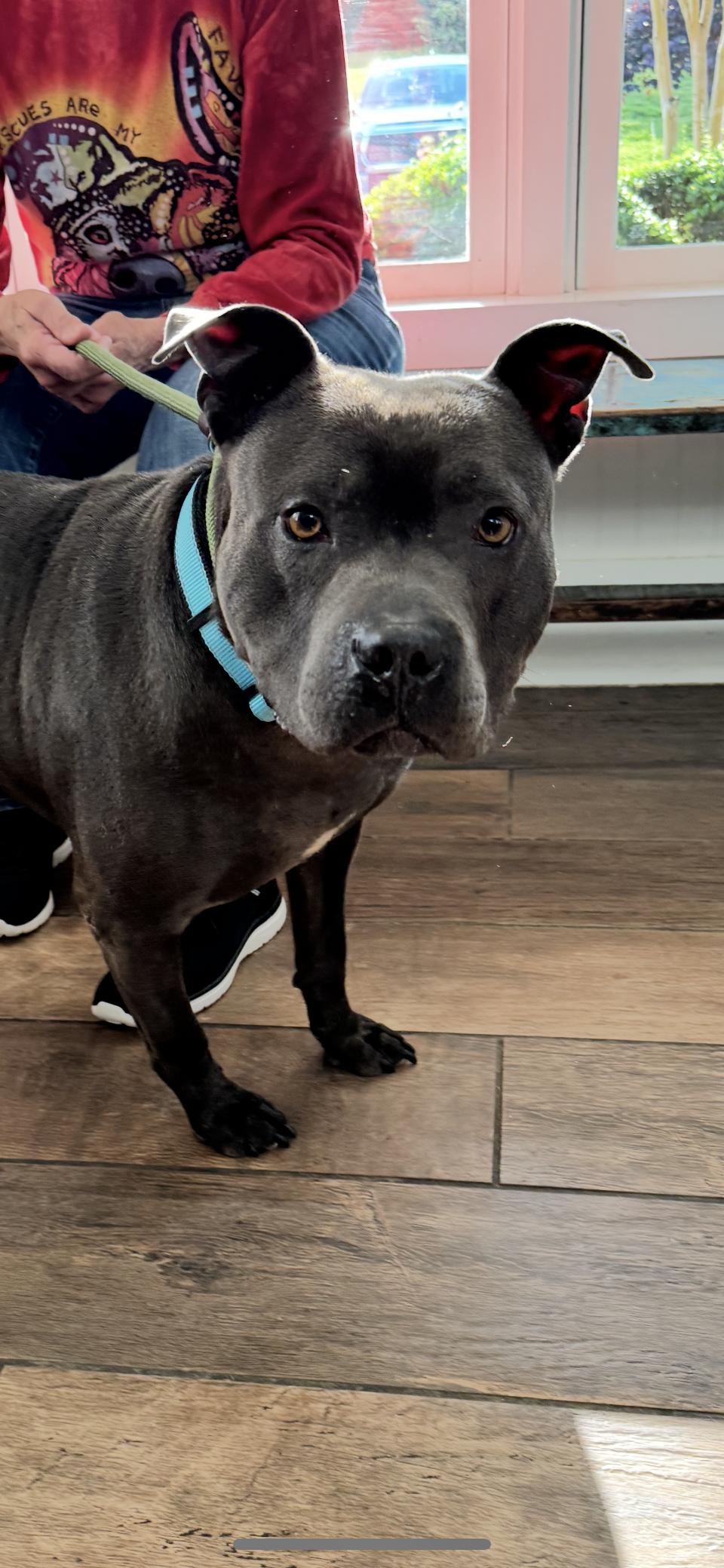 Buddy, a Adoptable Pit Bull Terrier in Winston Salem, NC image 3/4