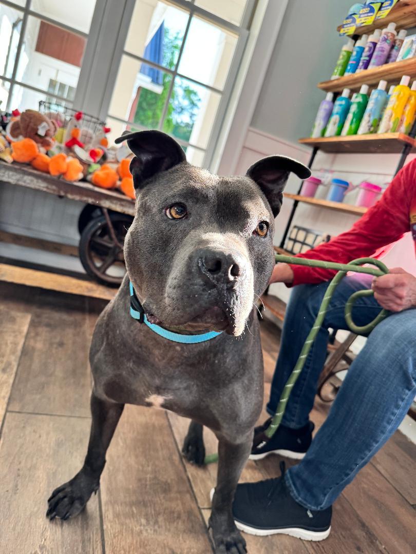 Buddy, a Adoptable Pit Bull Terrier in Winston Salem, NC image 1/4