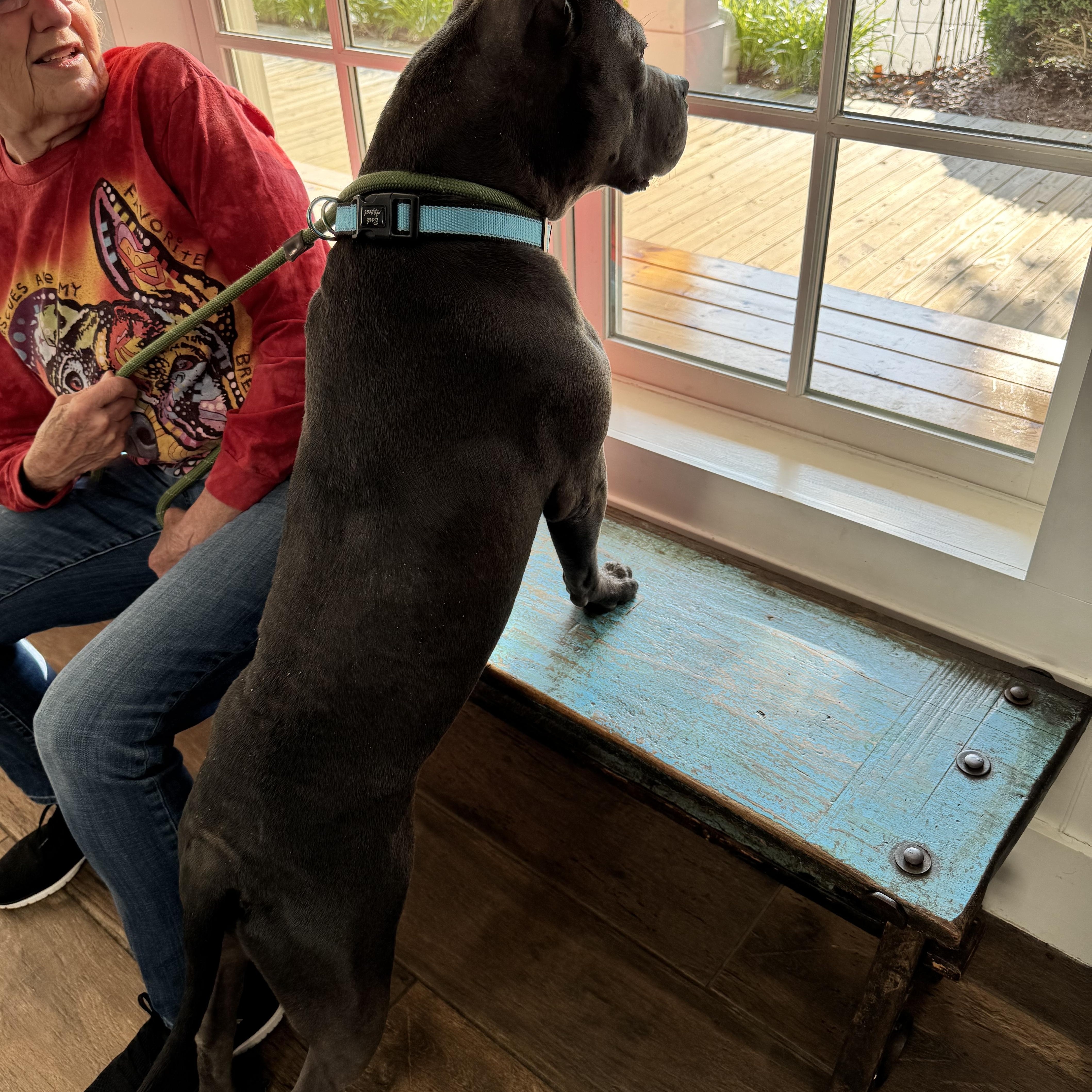 Buddy, a Adoptable Pit Bull Terrier in Winston Salem, NC image 4/4