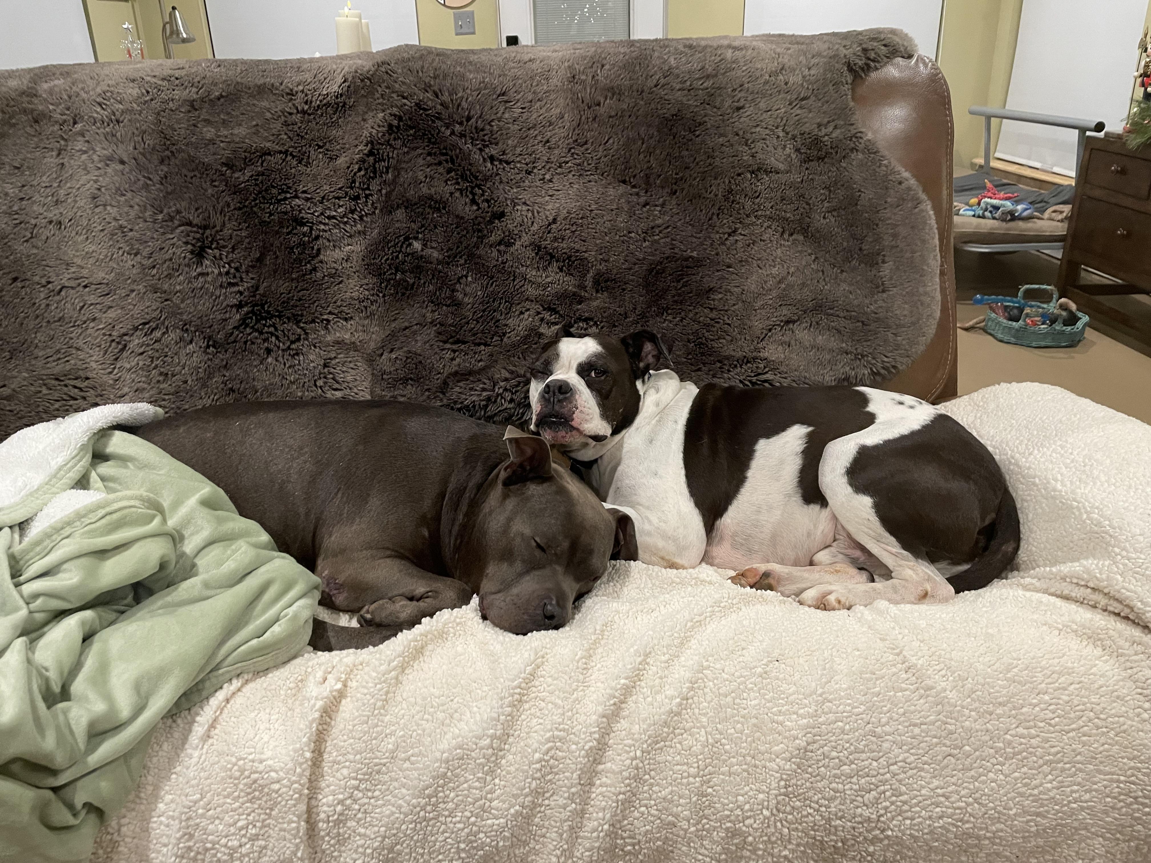 Enlarge Buddy, a Adoptable American Staffordshire Terrier in Lexington, NC image 3/3