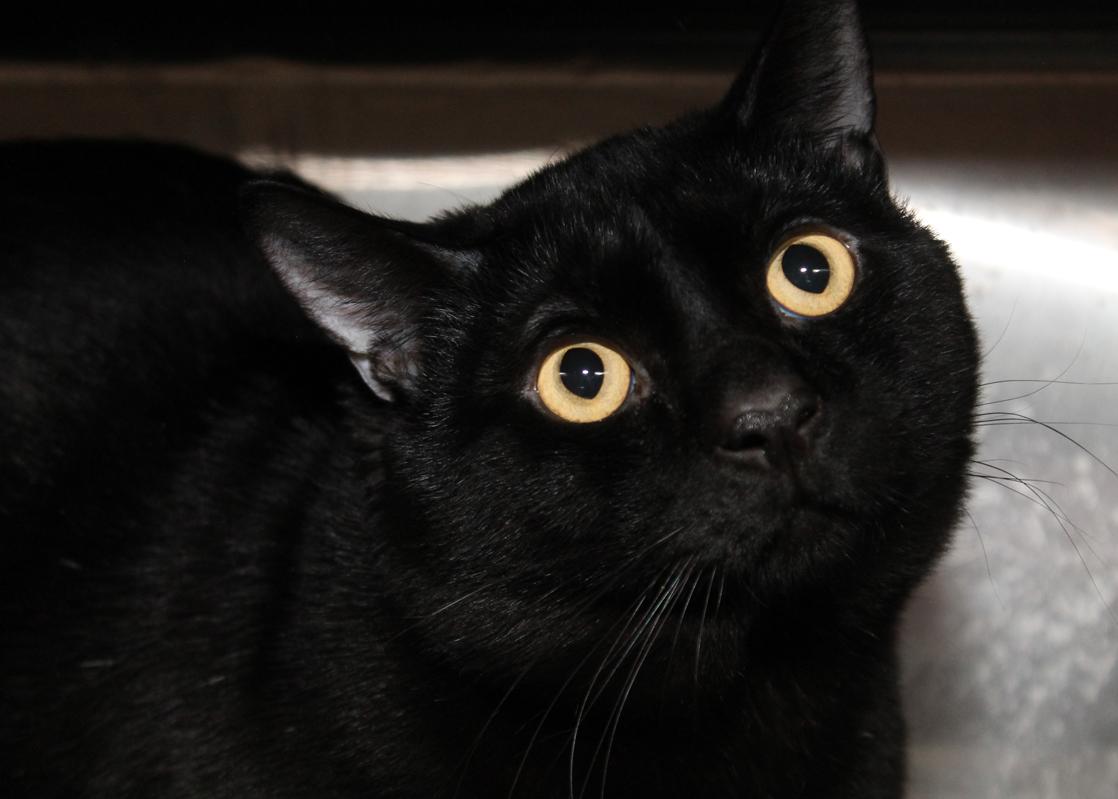 MACKEY (quiet, intelligent cat), a Adoptable Domestic Short Hair image 2/2