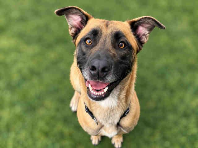 Enlarge FRODO, a Adoptable mixed breed in Bonita, CA image 1/1