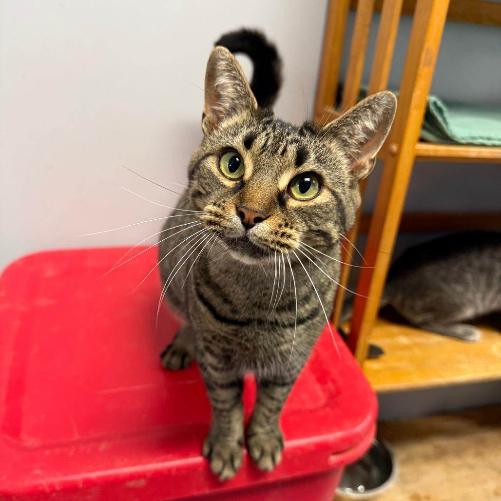 Bogo, Adoptable, Young Female Domestic Short Hair.