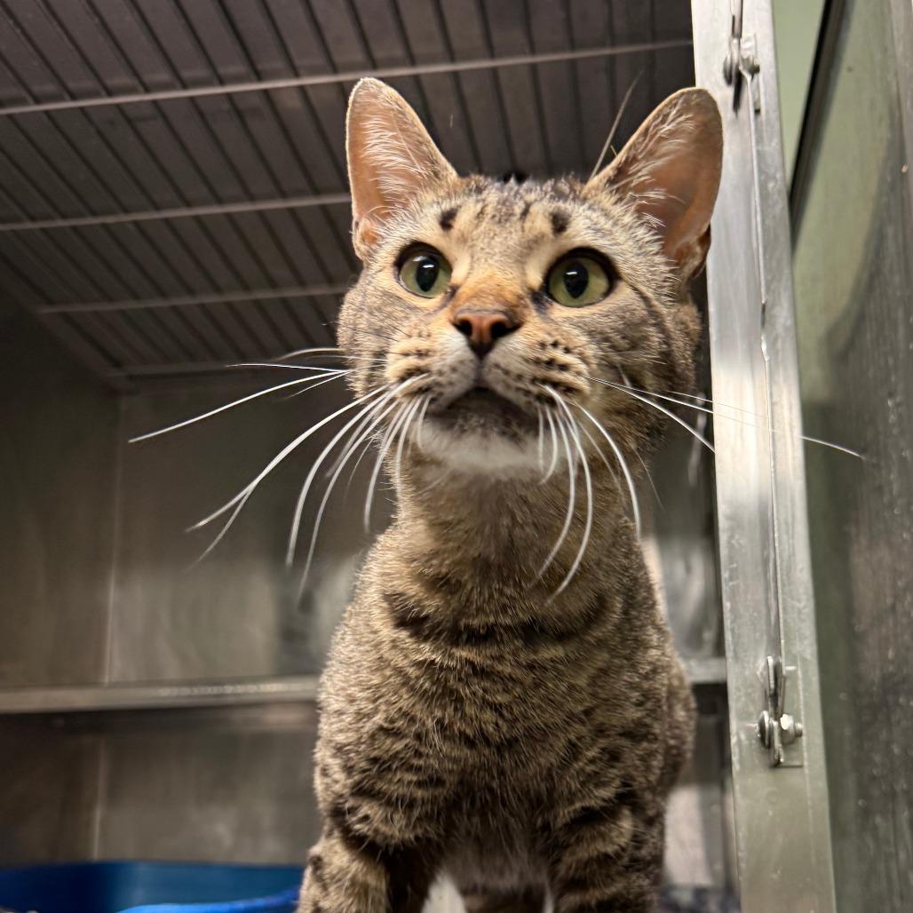 Enlarge Bogo, a Adoptable Domestic Short Hair in Richmond, IN image 2/5