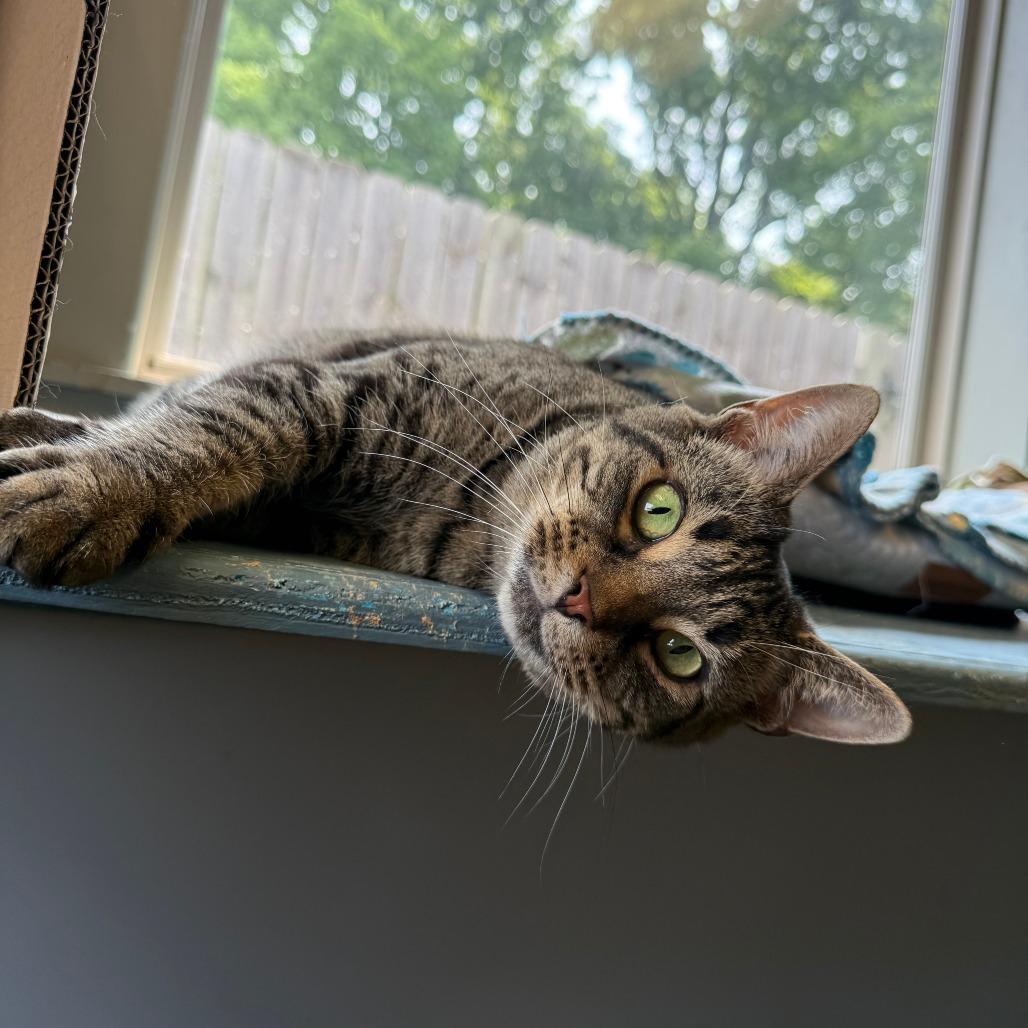 Enlarge Bogo, a Adoptable Domestic Short Hair in Richmond, IN image 3/5