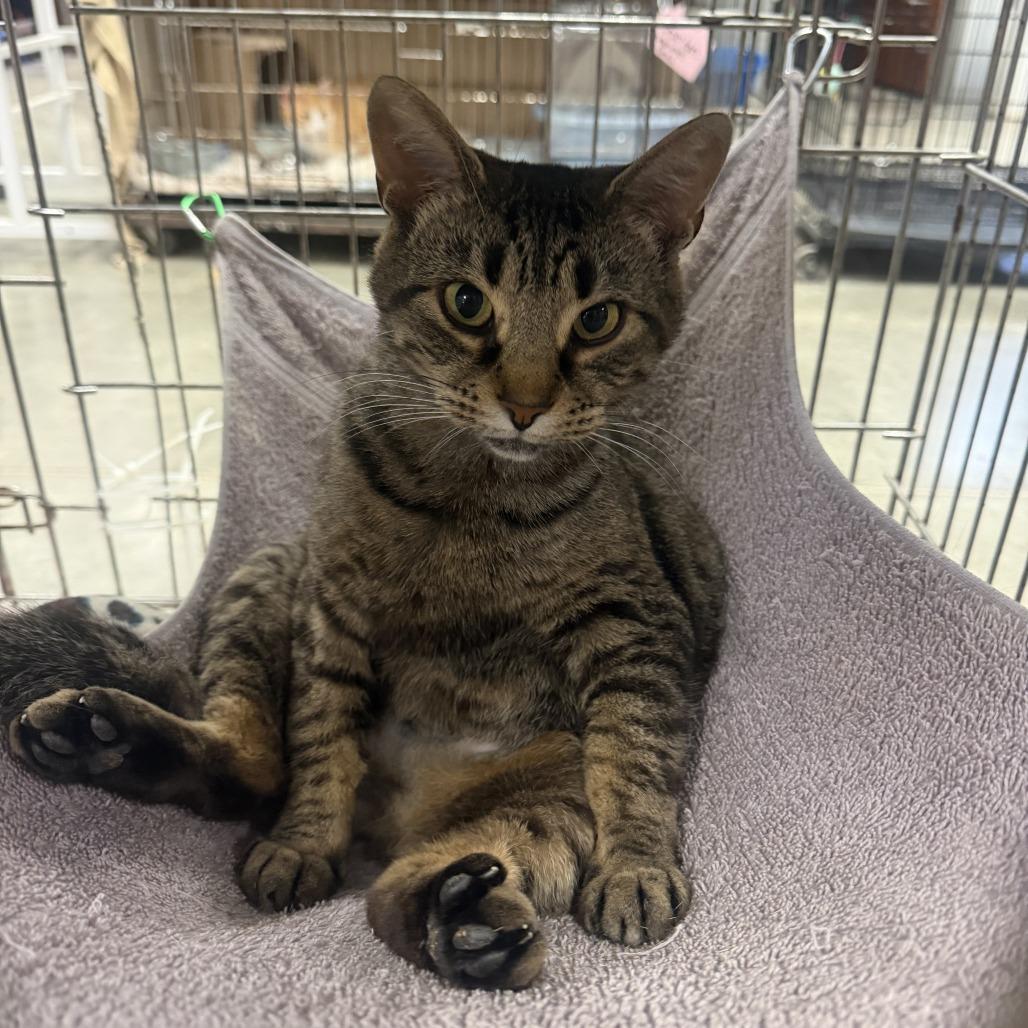 Enlarge Bogo, a Adoptable Domestic Short Hair in Richmond, IN image 4/5