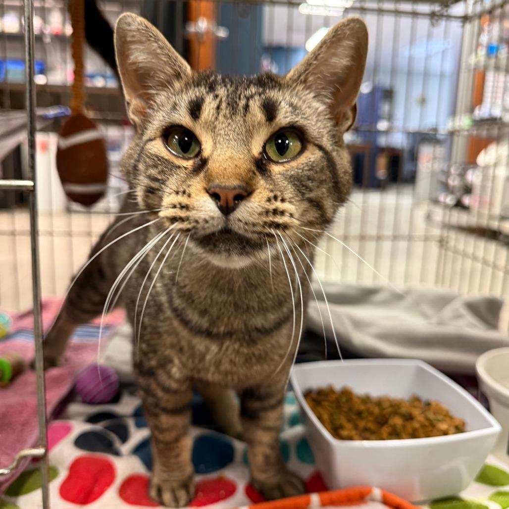 Enlarge Bogo, a Adoptable Domestic Short Hair in Richmond, IN image 1/1