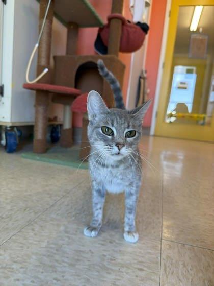 Enlarge Fallout, a Adoptable mixed breed in Scottsbluff, NE image 1/3