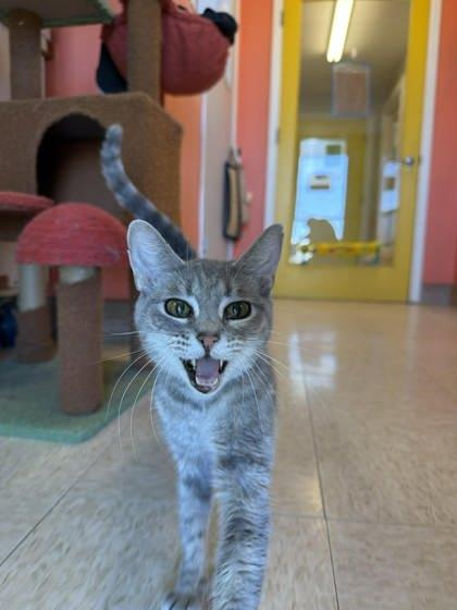 Enlarge Fallout, a Adoptable mixed breed in Scottsbluff, NE image 2/3