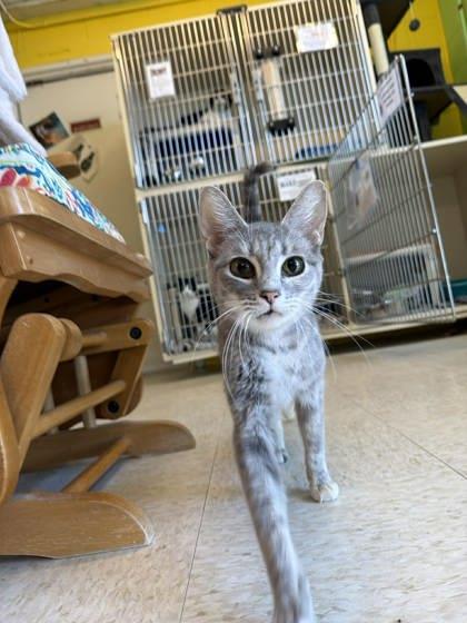 Enlarge Fallout, a Adoptable mixed breed in Scottsbluff, NE image 3/3
