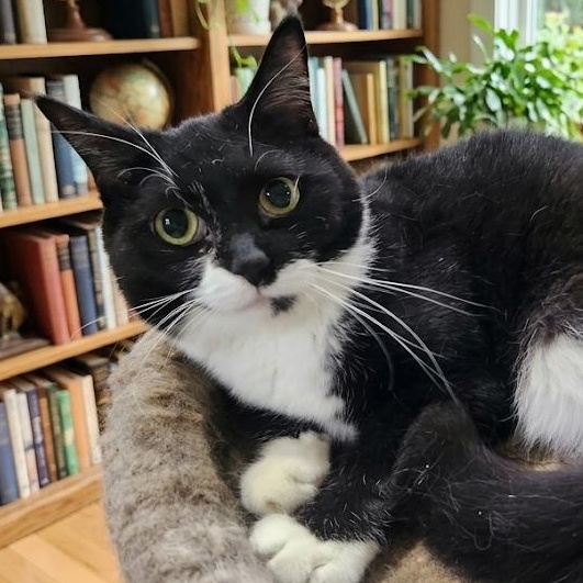 Enlarge Nevaeh, a ADOPTABLE Tuxedo in Maple Shade, NJ image 1/3