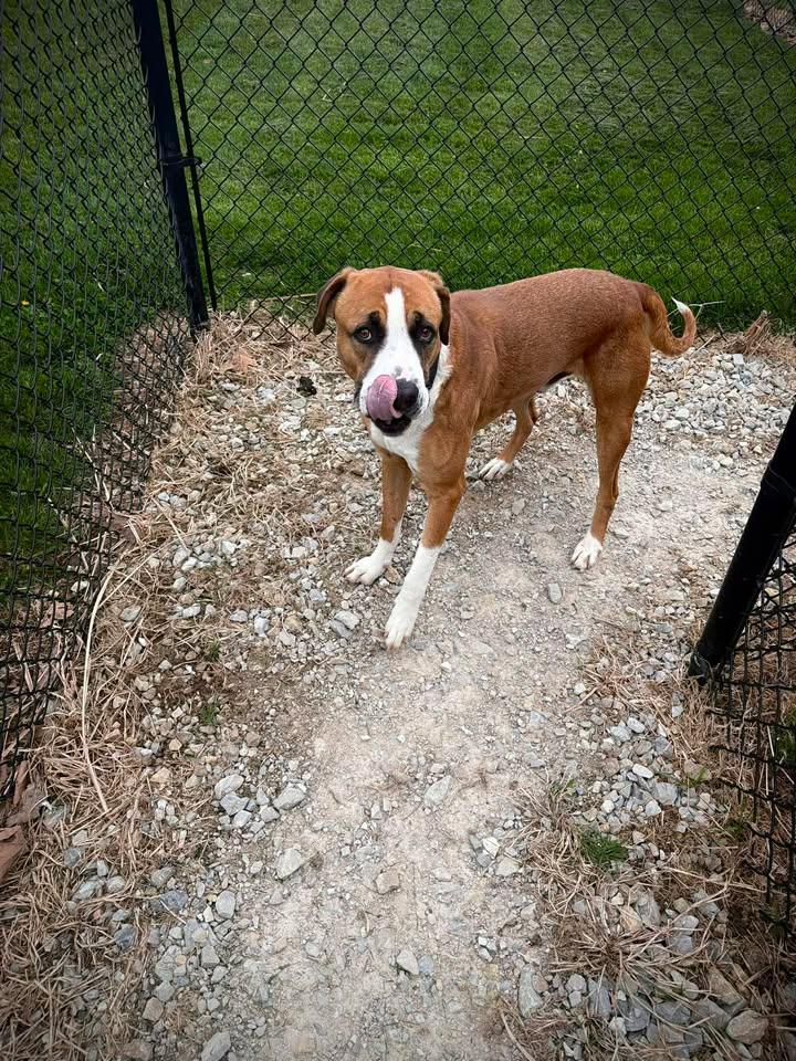 Enlarge Kingston, a ADOPTABLE mixed breed in Greensburg, IN image 1/1
