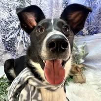 Enlarge Asha, a ADOPTABLE mixed breed in Winchester, KY image 3/5