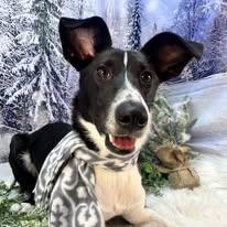 Asha, ADOPTABLE, Young Female Border Collie.