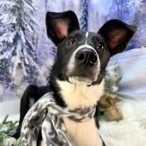 Enlarge Asha, a ADOPTABLE mixed breed in Winchester, KY image 5/5