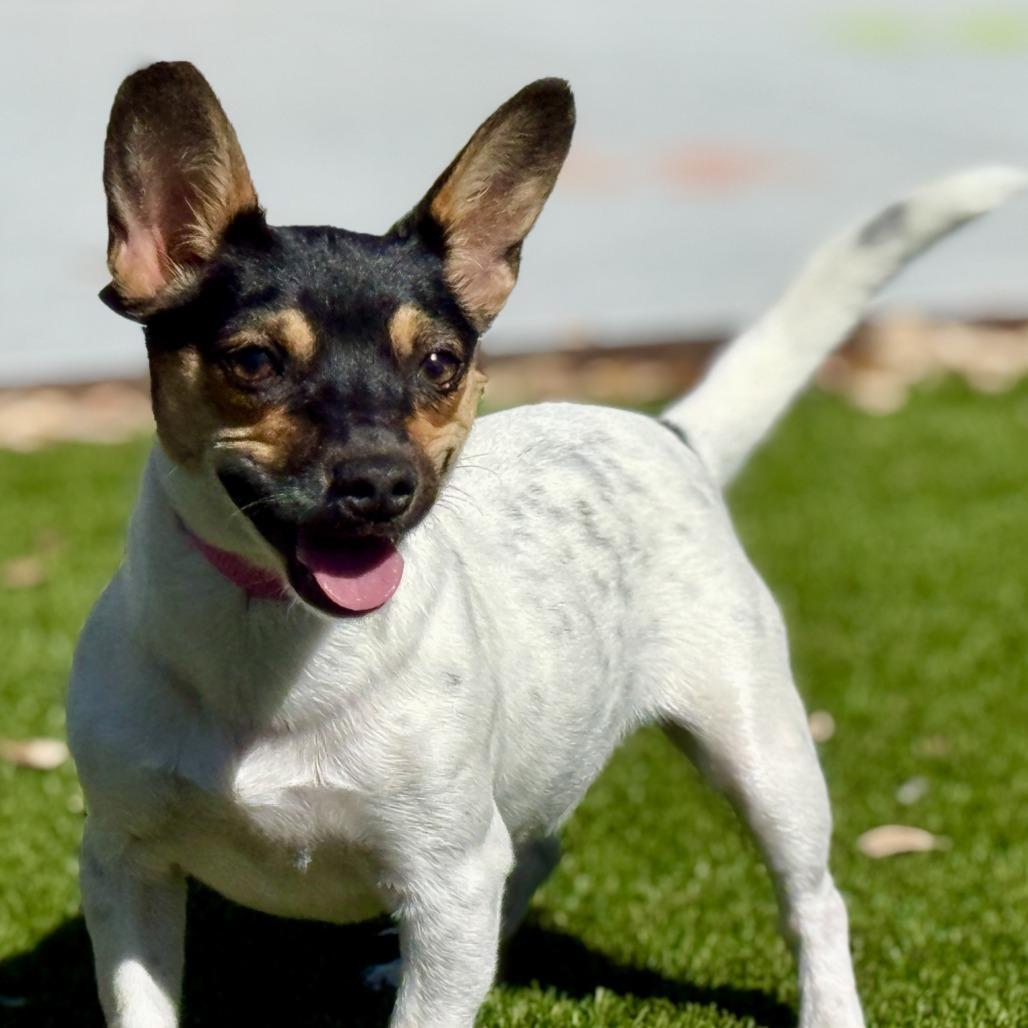 Elvira - pretty girl with big ears!, Adoptable, Adult Female Rat Terrier & Chihuahua.