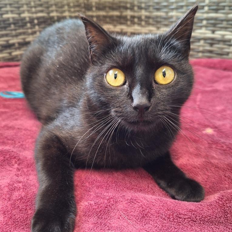 Gamora, Adoptable, Adult Female Domestic Short Hair.