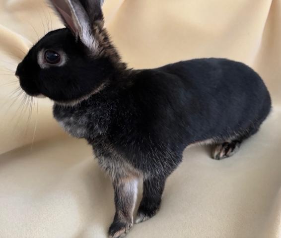 Enlarge Lulu, a ADOPTABLE Silver Marten in Pittsburgh, PA image 4/6