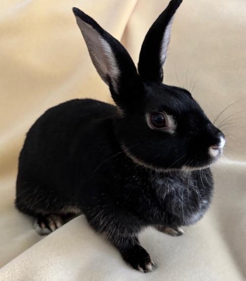 Enlarge Lulu, a ADOPTABLE Silver Marten in Pittsburgh, PA image 3/6