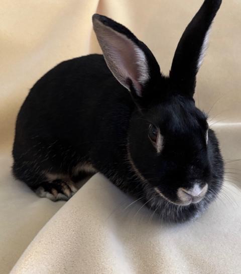 Enlarge Lulu, a ADOPTABLE Silver Marten in Pittsburgh, PA image 5/6