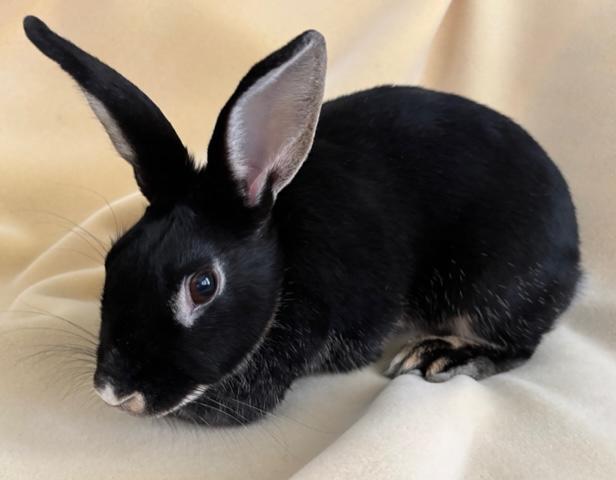 Enlarge Lulu, a ADOPTABLE Silver Marten in Pittsburgh, PA image 2/6