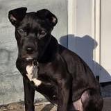 Cocoa, Adoptable, Puppy Female Black Labrador Retriever & American Staffordshire Terrier.