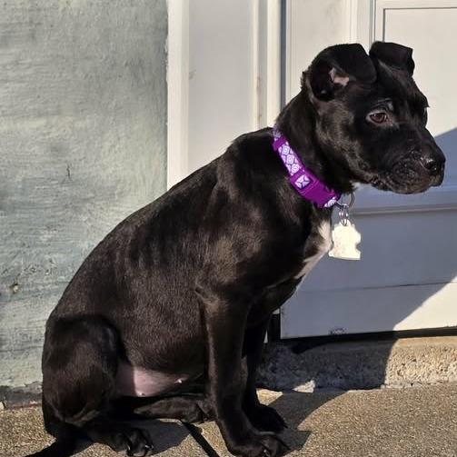 Enlarge Cocoa, a Adoptable mixed breed in Edwards, IL image 5/6