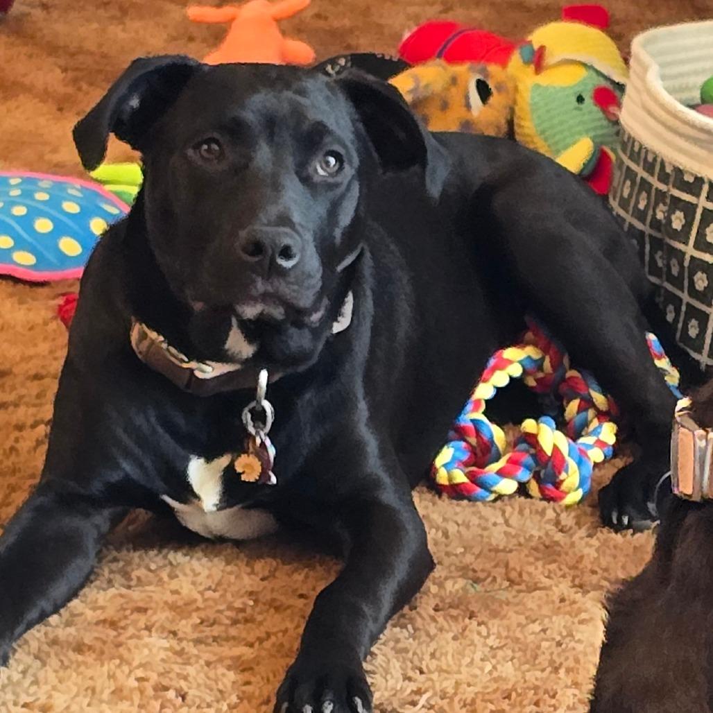 Enlarge Cocoa, a Adoptable mixed breed in Edwards, IL image 1/6