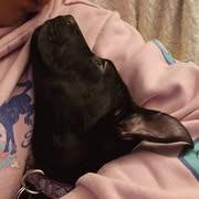 Enlarge Cocoa, a Adoptable mixed breed in Edwards, IL image 3/6