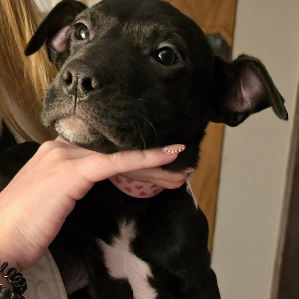 Cocoa, Adoptable, Puppy Female Black Labrador Retriever & American Staffordshire Terrier.