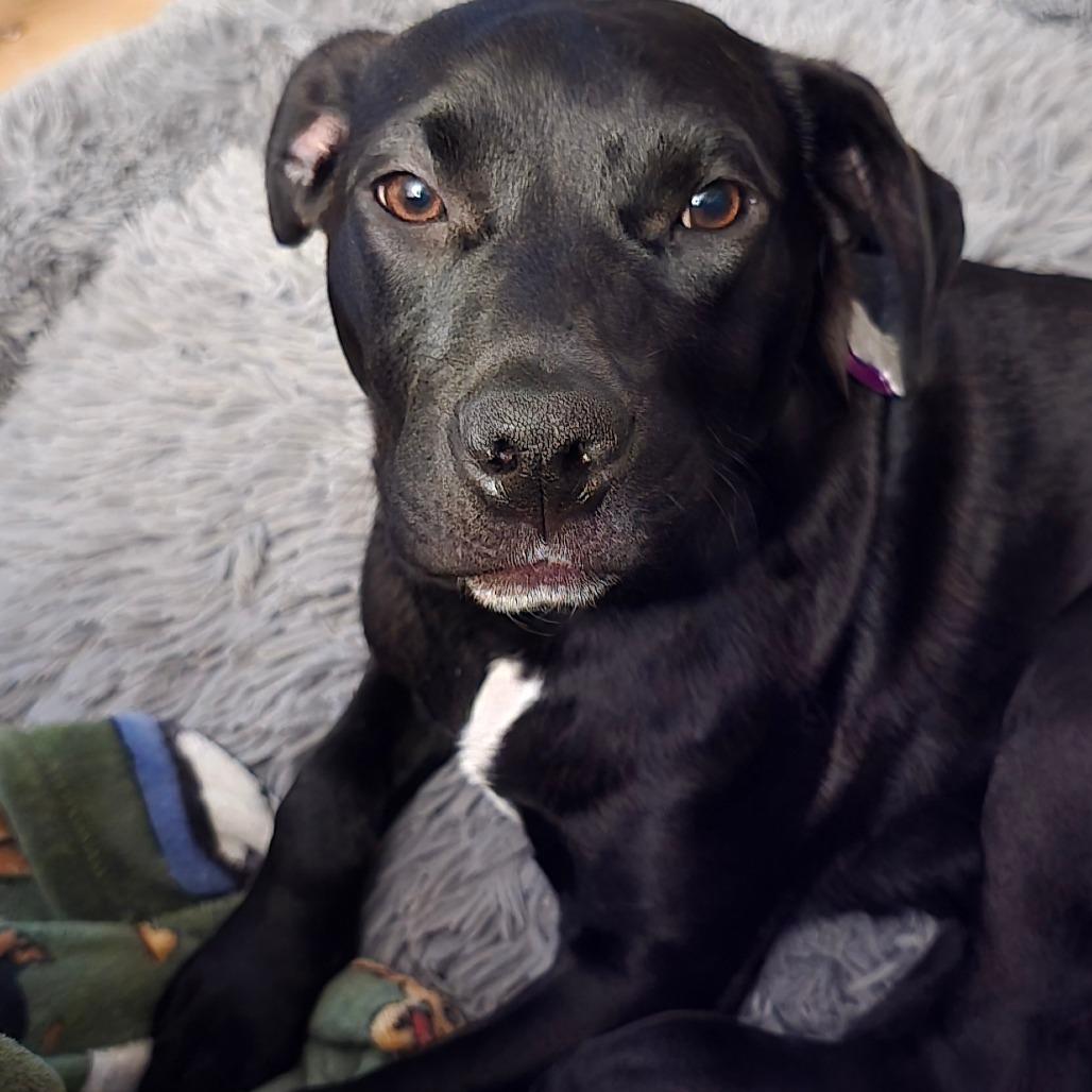 Enlarge Cocoa, a Adoptable mixed breed in Edwards, IL image 1/6