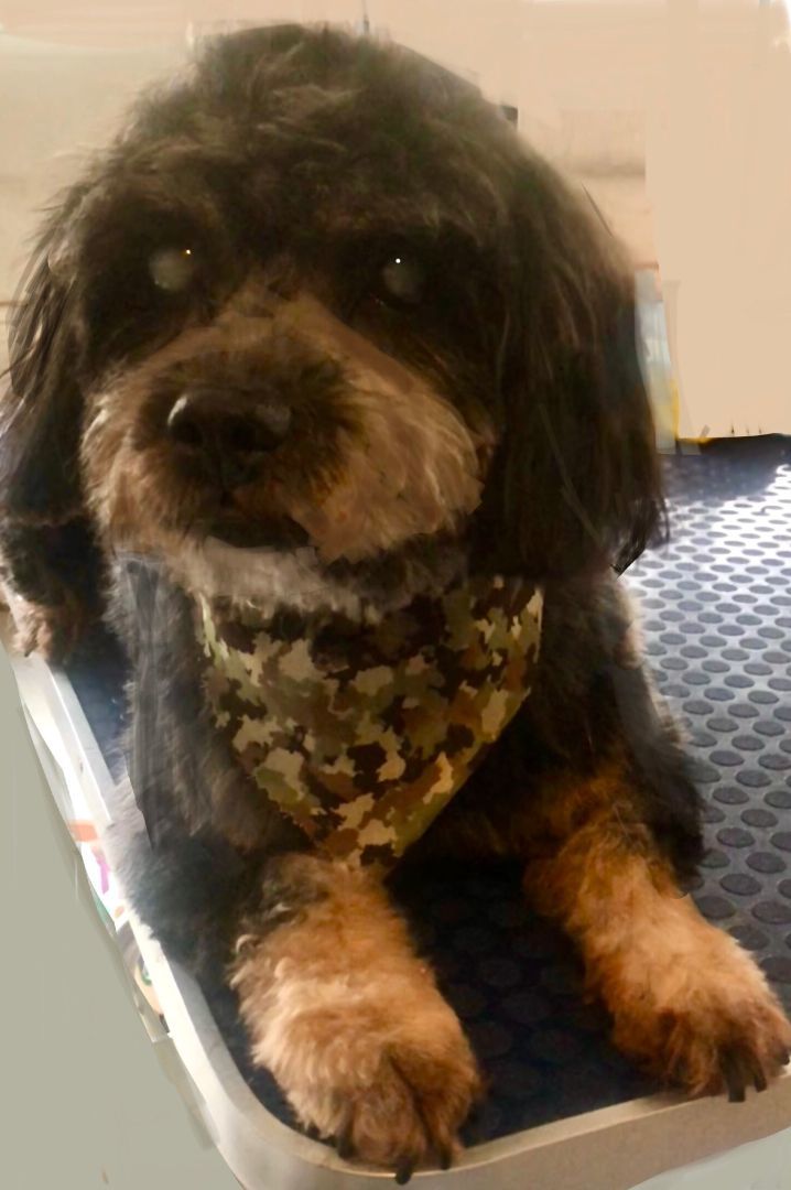 Tobi — thumbnail 2