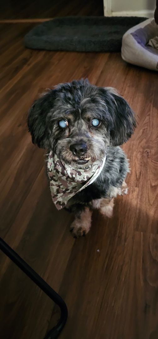 Tobi, Adoptable, Adult Male Terrier.