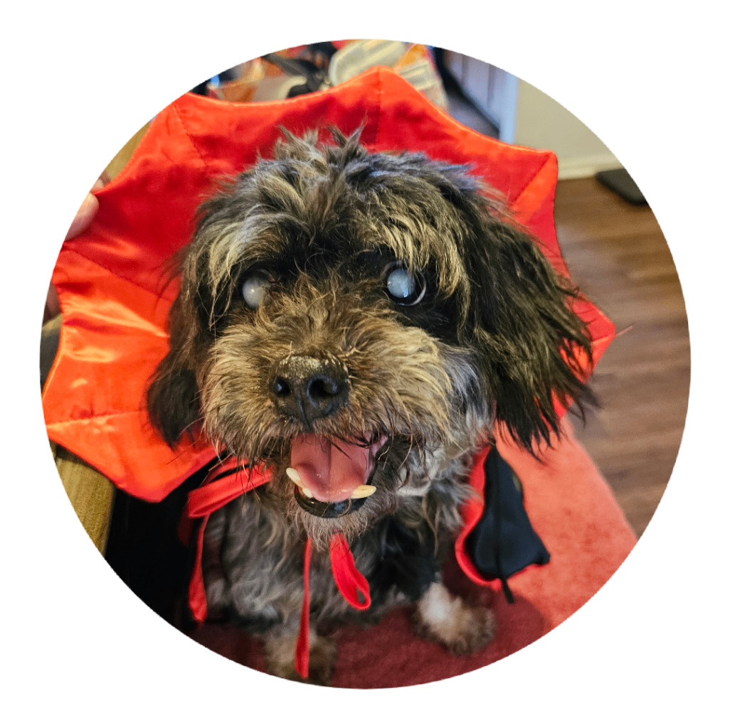 Tobi, a Adoptable Terrier in Stockbridge, GA image 4/4