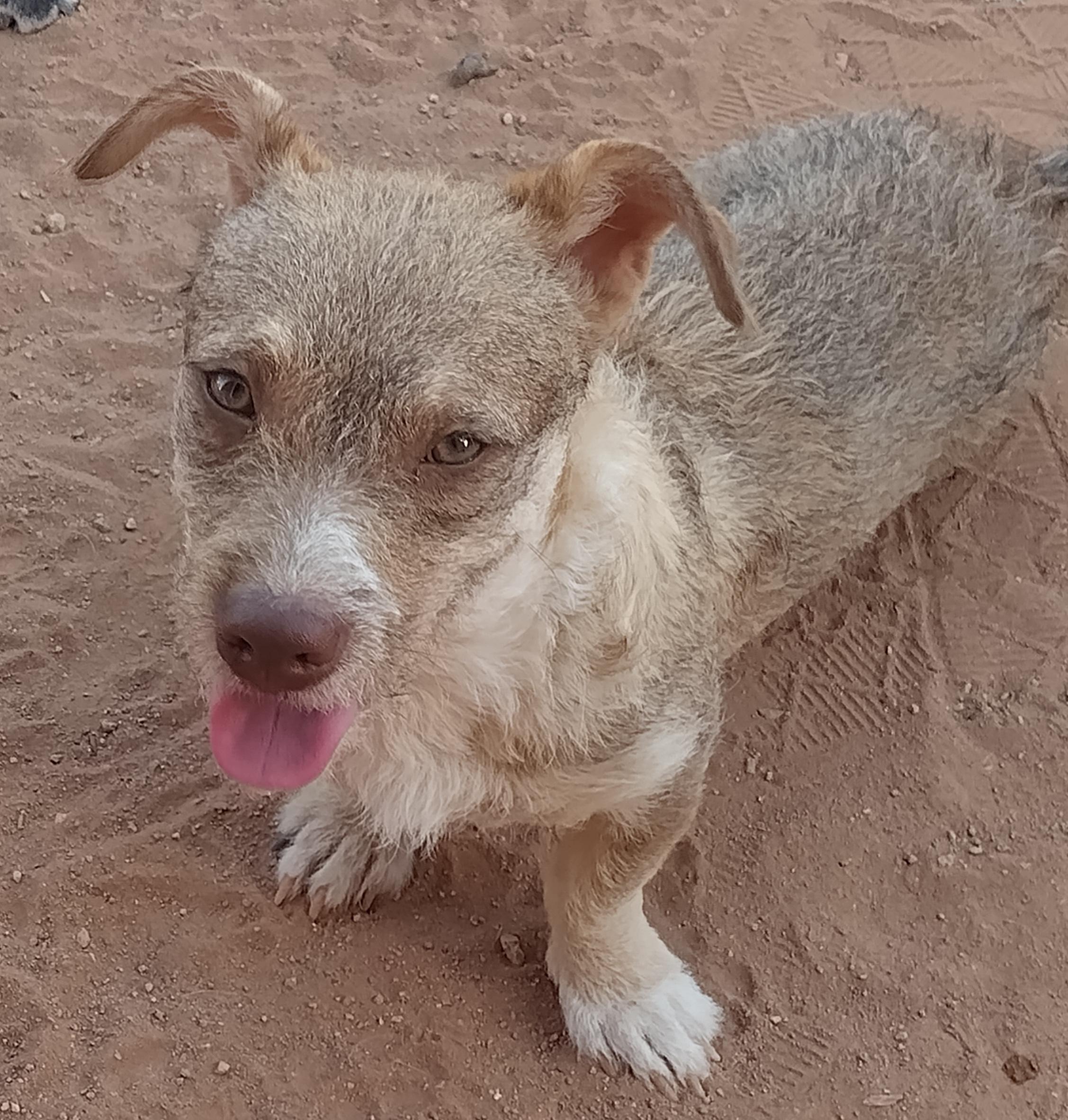 Gypsy, ADOPTABLE, Young Female Chiweenie.