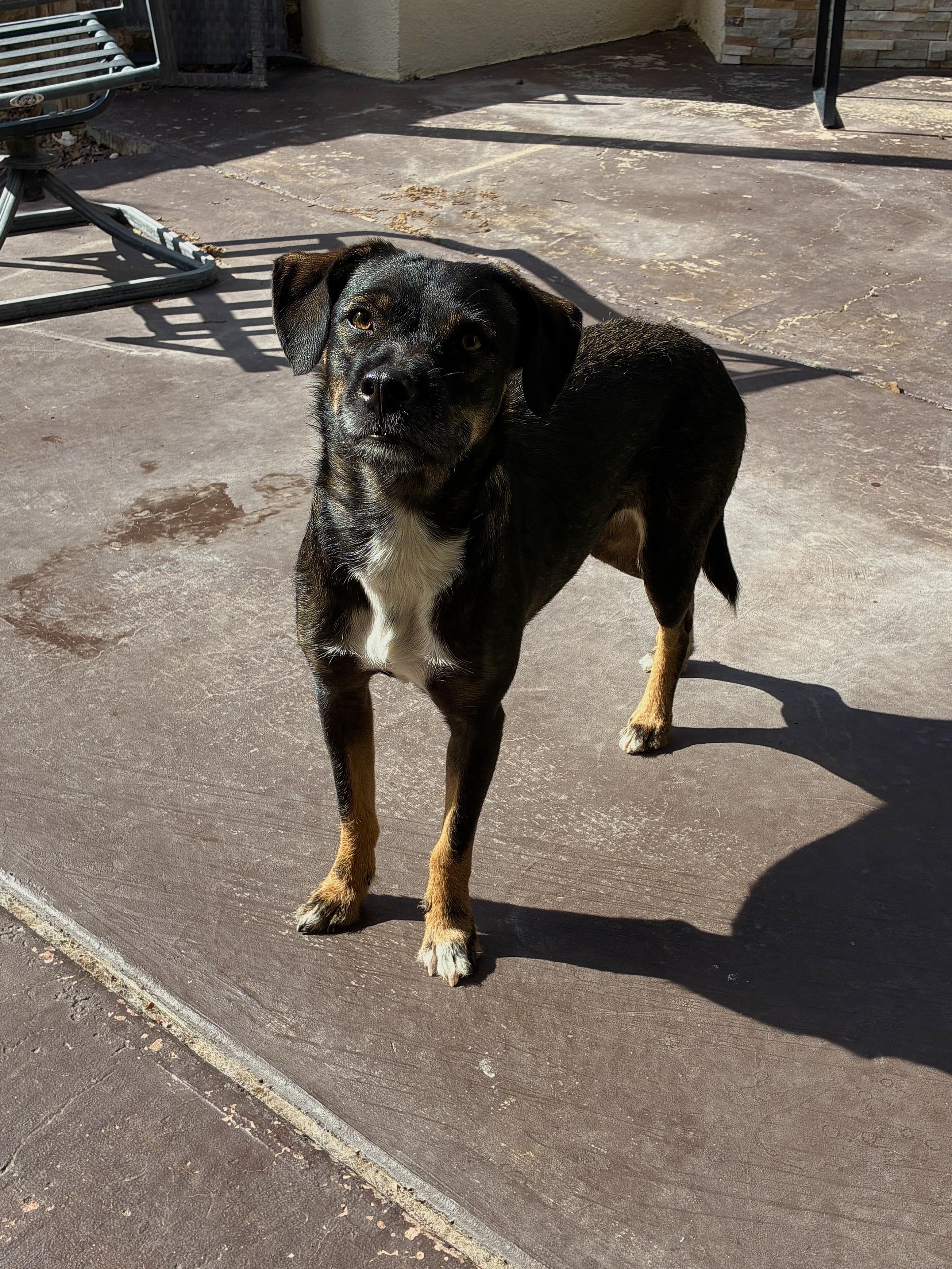 Gypsy, Adoptable, Young Female Basset Hound.