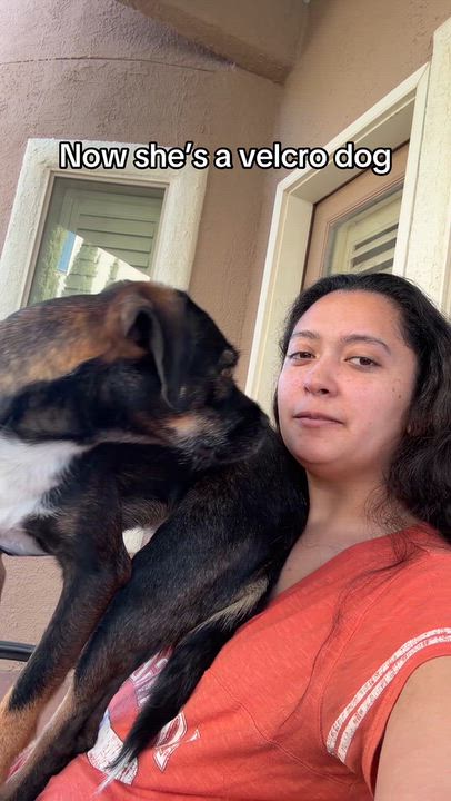 Enlarge Gypsy, a Adoptable Basset Hound in El Paso, TX video 3/4