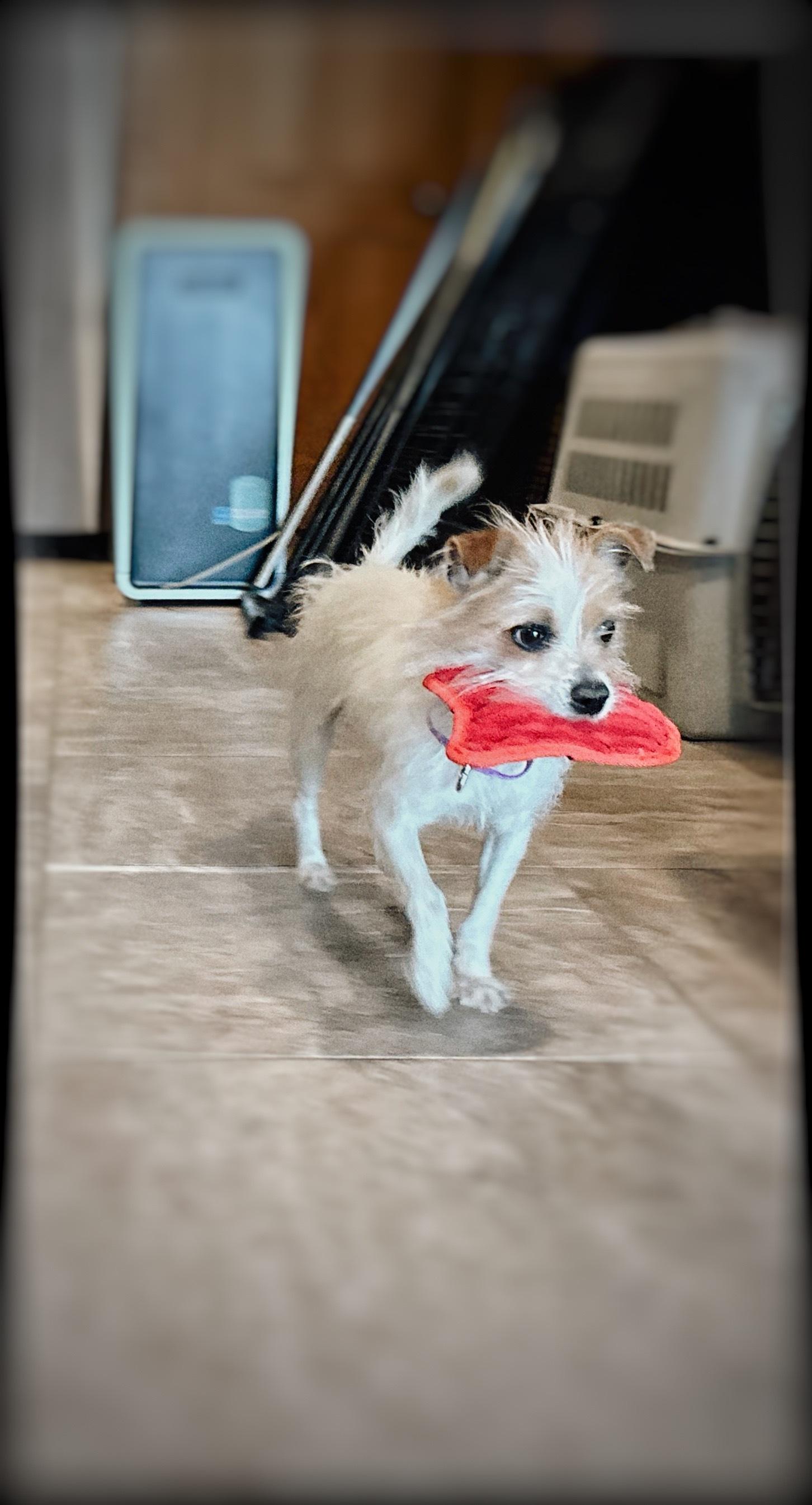 Enlarge Joy, a ADOPTABLE mixed breed in Weare, NH image 5/6