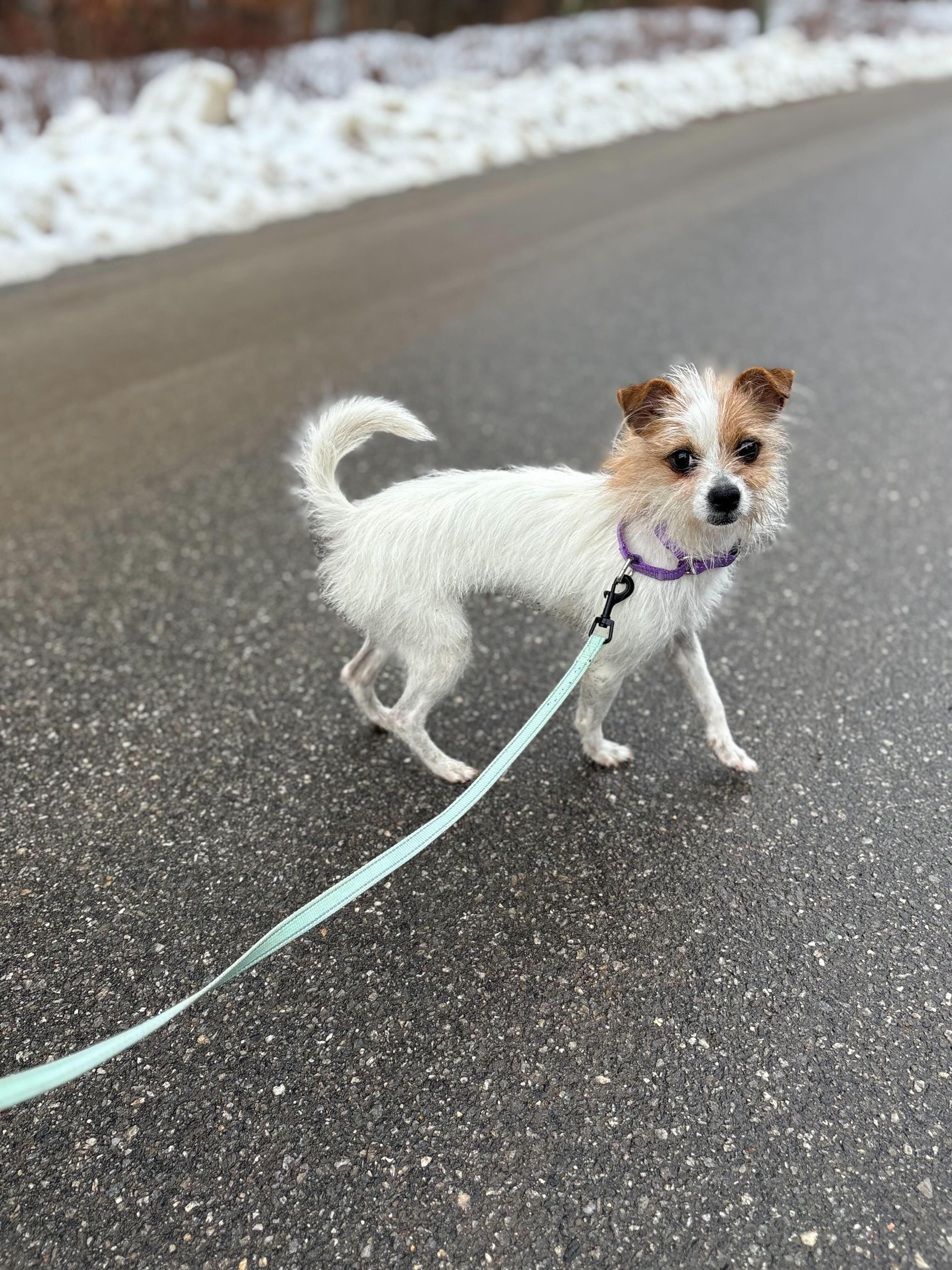 Joy, ADOPTABLE, Young Female Chihuahua & Maltese.