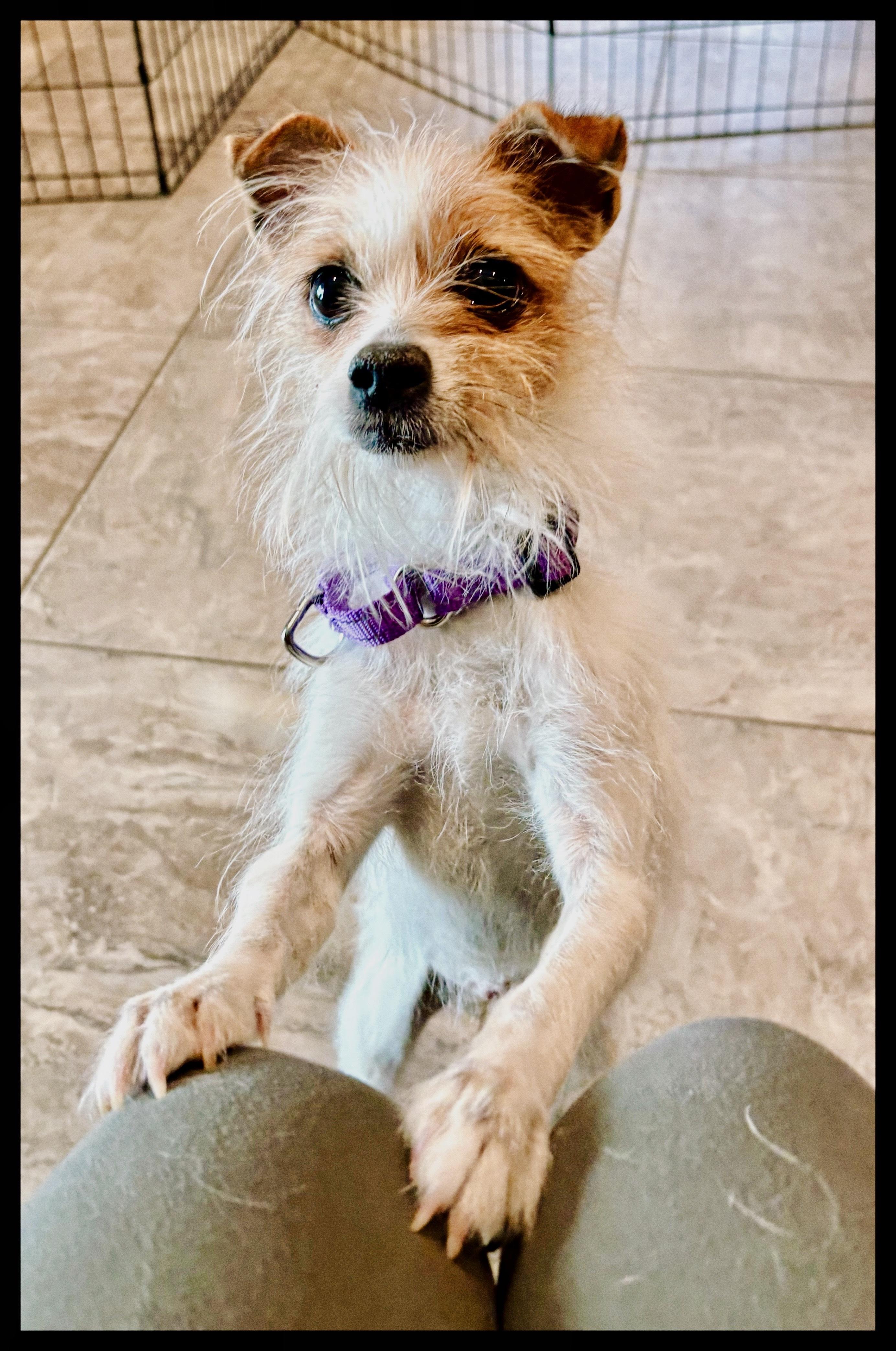 Enlarge Joy, a ADOPTABLE mixed breed in Weare, NH image 6/6