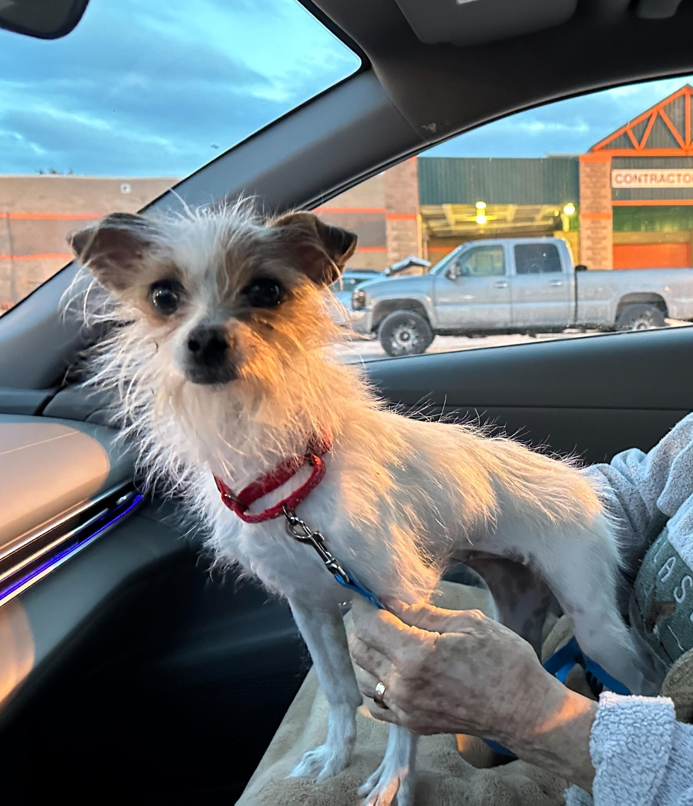 Enlarge Joy, a ADOPTABLE mixed breed in Weare, NH image 3/6