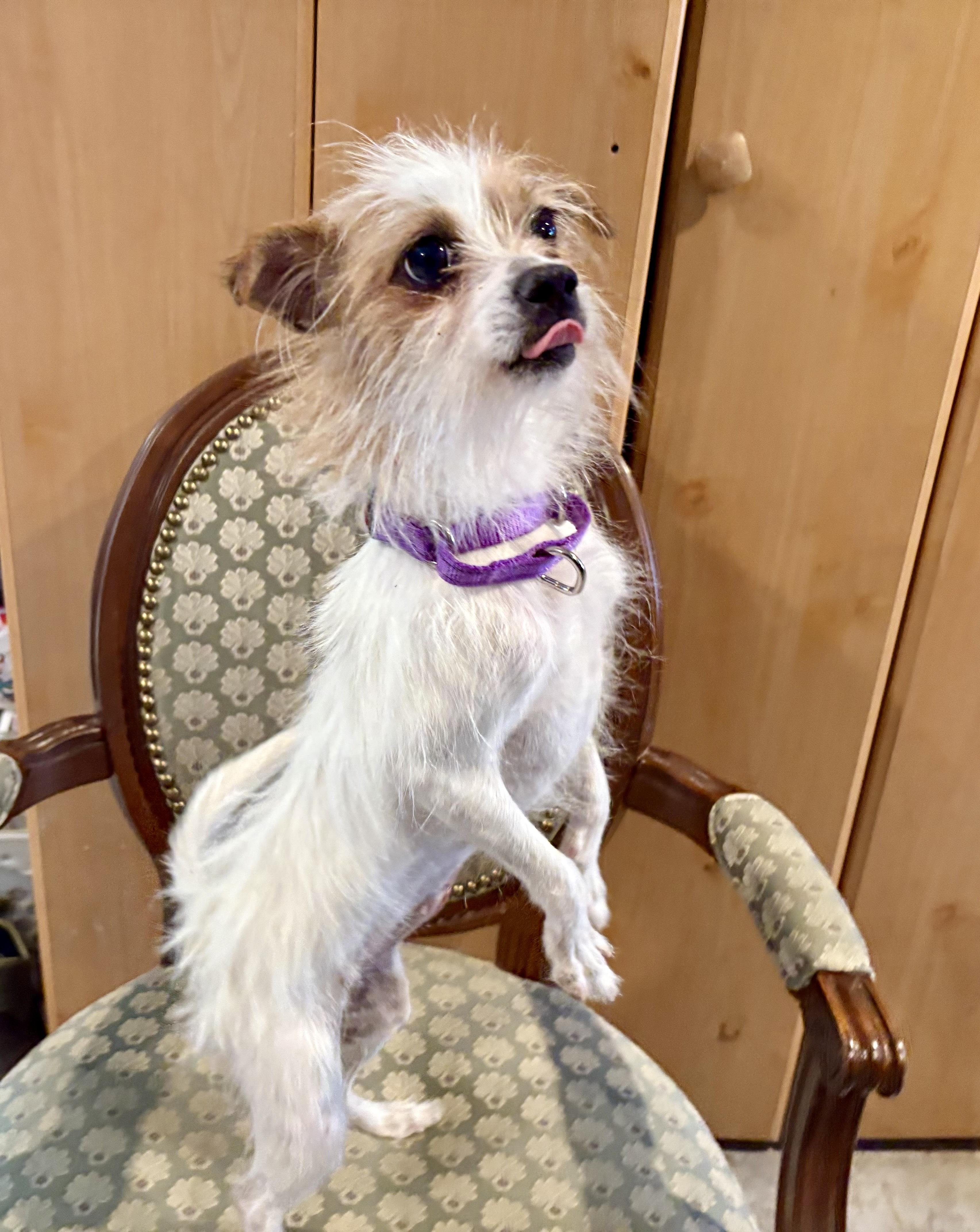 Enlarge Joy, a ADOPTABLE mixed breed in Weare, NH image 2/6