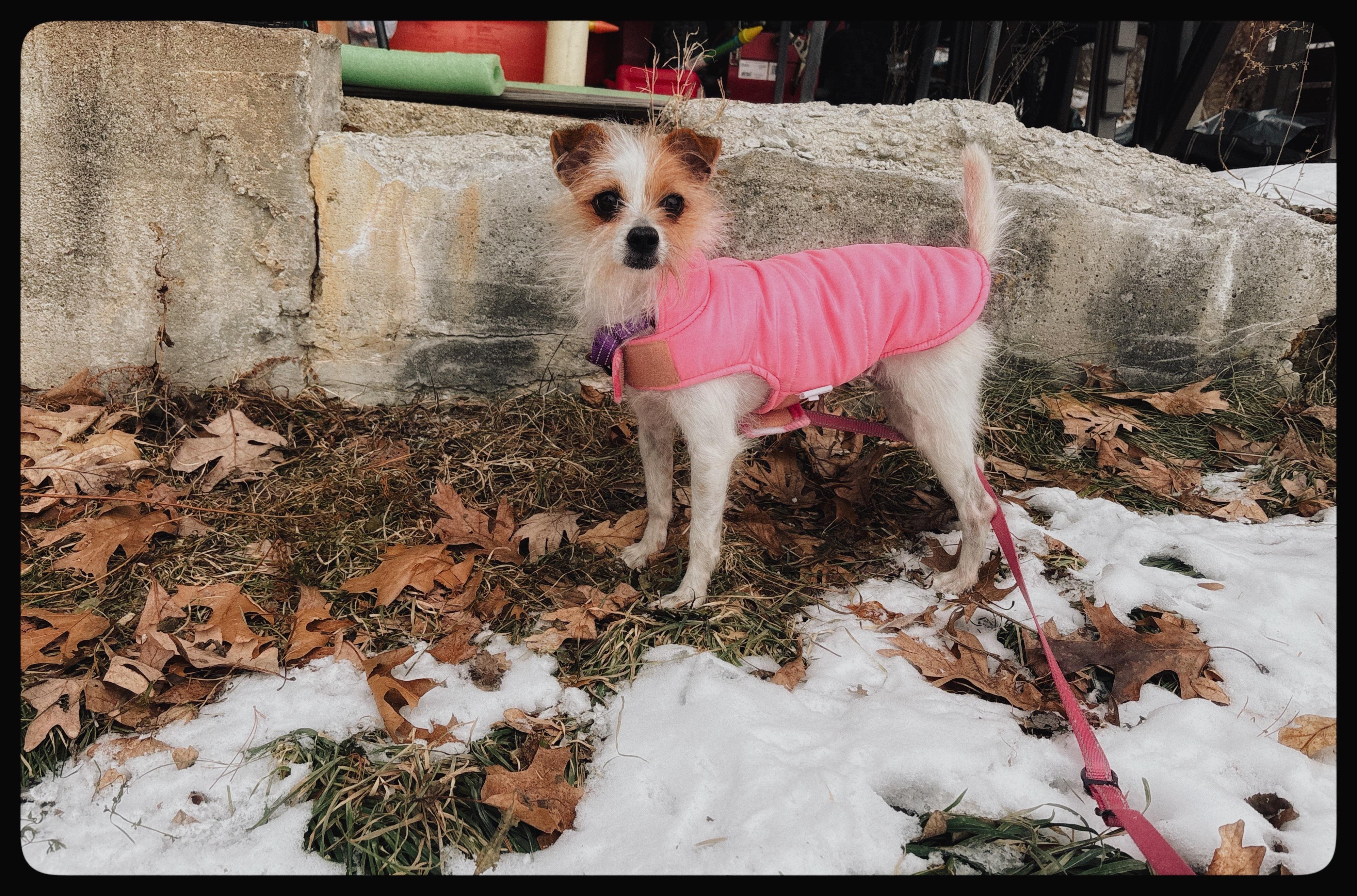 Enlarge Joy, a ADOPTABLE mixed breed in Weare, NH image 4/6