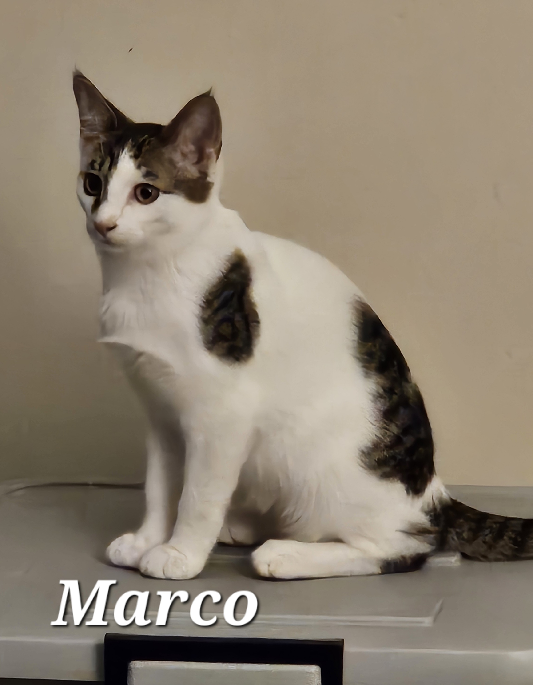Marco