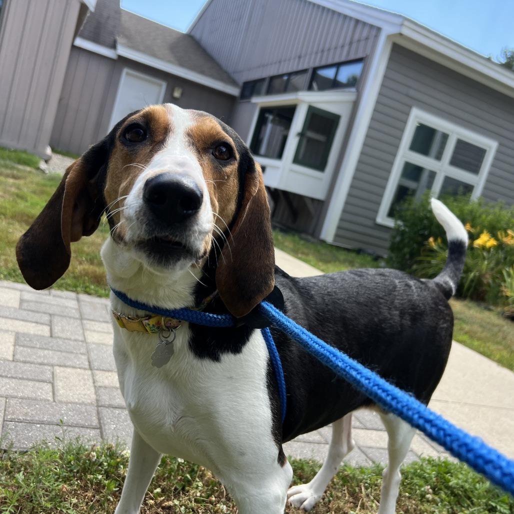 Enlarge Fancee, a Adoptable mixed breed in Kennebunk, ME image 1/6