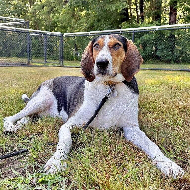 Enlarge Fancee, a Adoptable mixed breed in Kennebunk, ME image 2/6