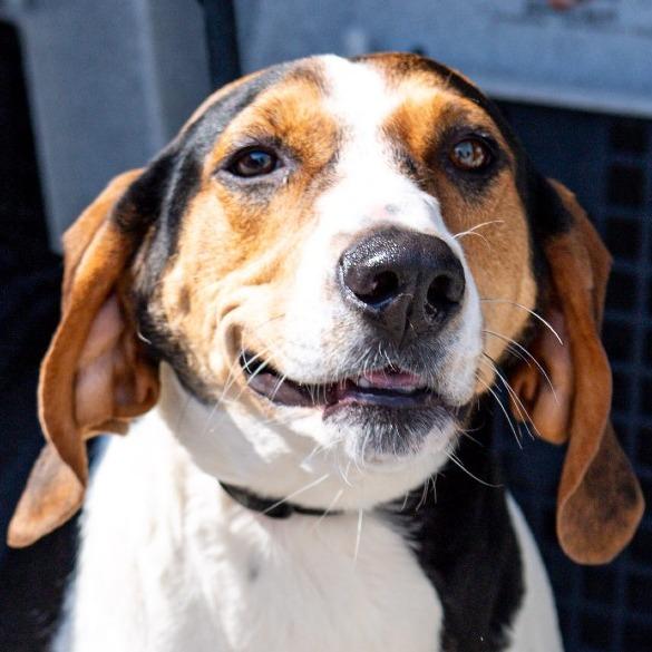 Enlarge Fancee, a Adoptable mixed breed in Kennebunk, ME image 3/6